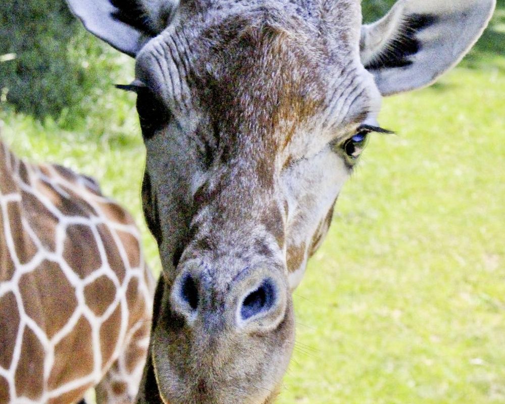 Hotels Near Binder Park Zoo Battle Creek MI