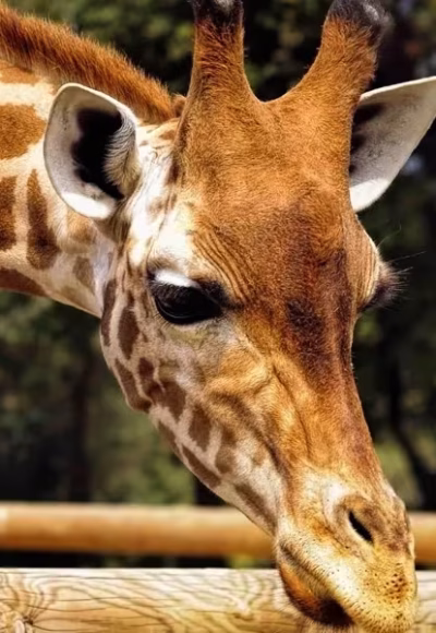 Detroit-Zoo