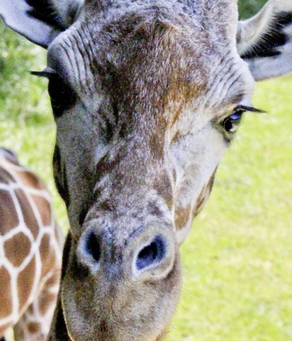 Hotels Near Binder Park Zoo Battle Creek MI